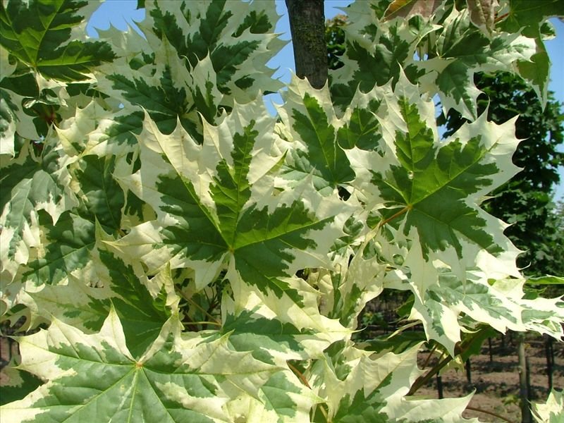 клен 'Drummondii'