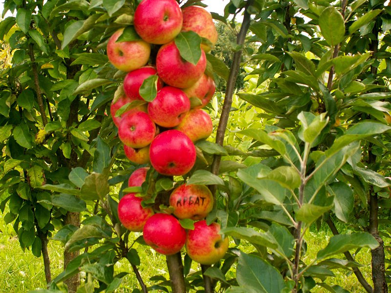 яблоки на стволе сорт