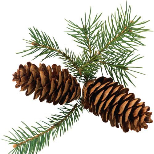 Фото хвойные растения в СЦ ПЯТНИЦА