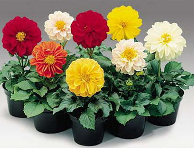 ото цветов в Садовом Центре ПЯТНИЦА, Нижний Тагил