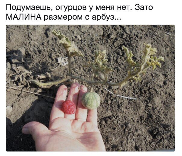 малина и арбуз