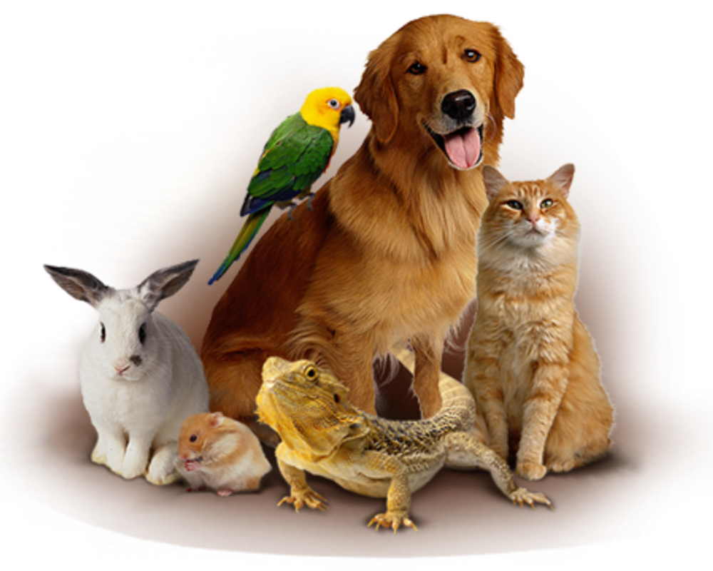 Different pets