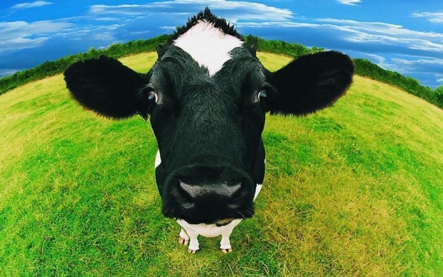 Фото корова