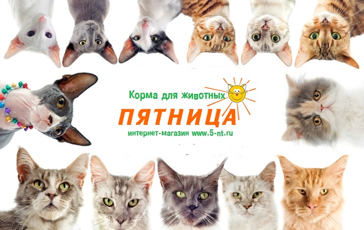 игровая площадка для кошек