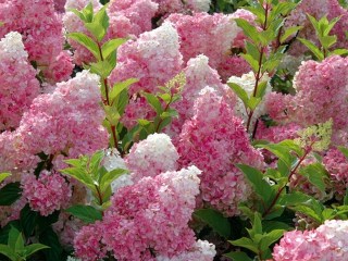 Фото гортензия. Садовый Центр ПЯТНИЦА, г.Нижний Тагил.