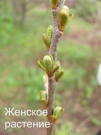 женский вид облепихи