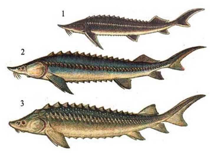 Семейство Осетровых Рыб Фото С Названиями