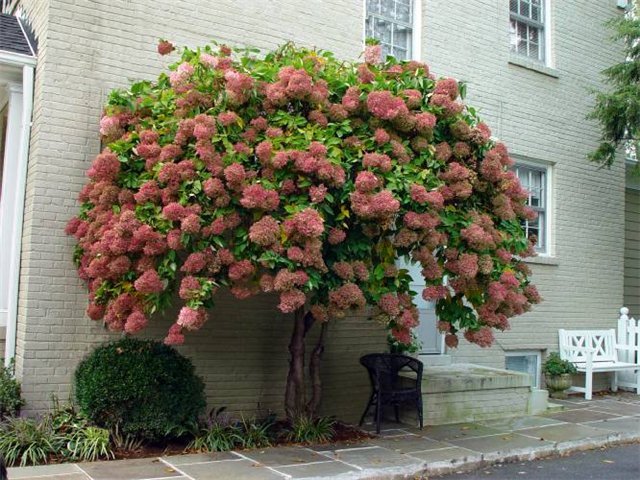 Фото гортензия древовидная. Садовый Центр ПЯТНИЦА, г.Нижний Тагил.