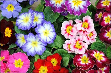 Фото примула