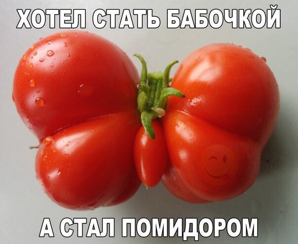 как выбирать семена томатов