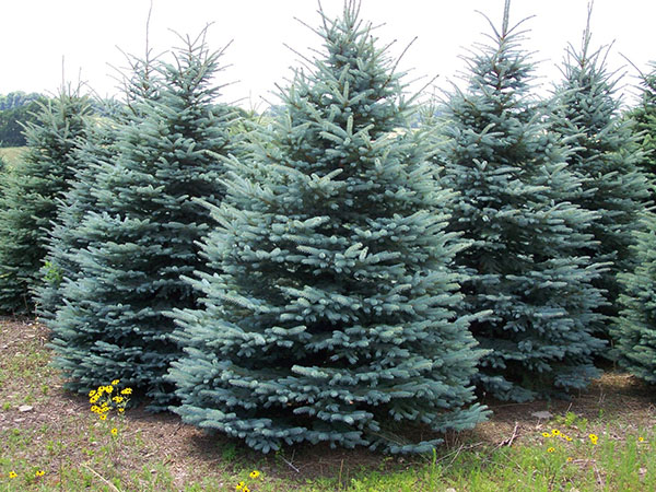 Ель колючая Glauca