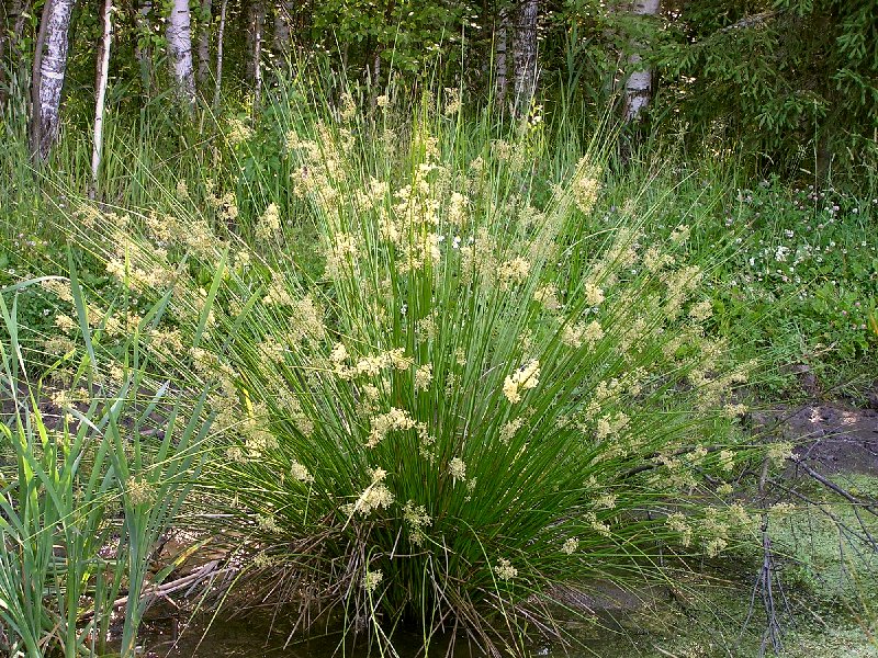 Ситник
