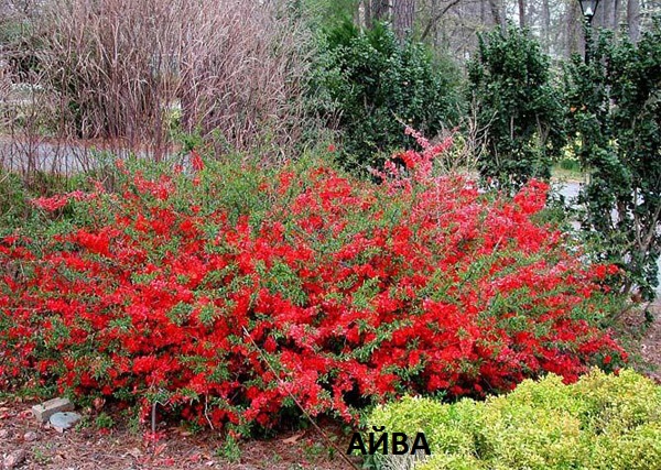айва