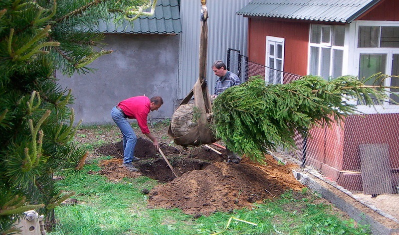 пересадка хвойных