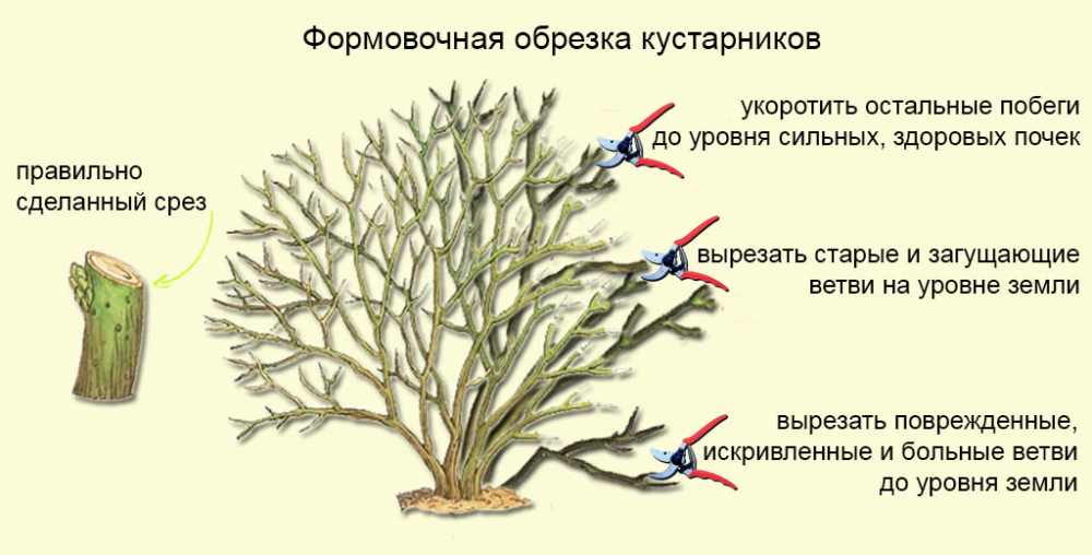 формирование ягодных кустарников