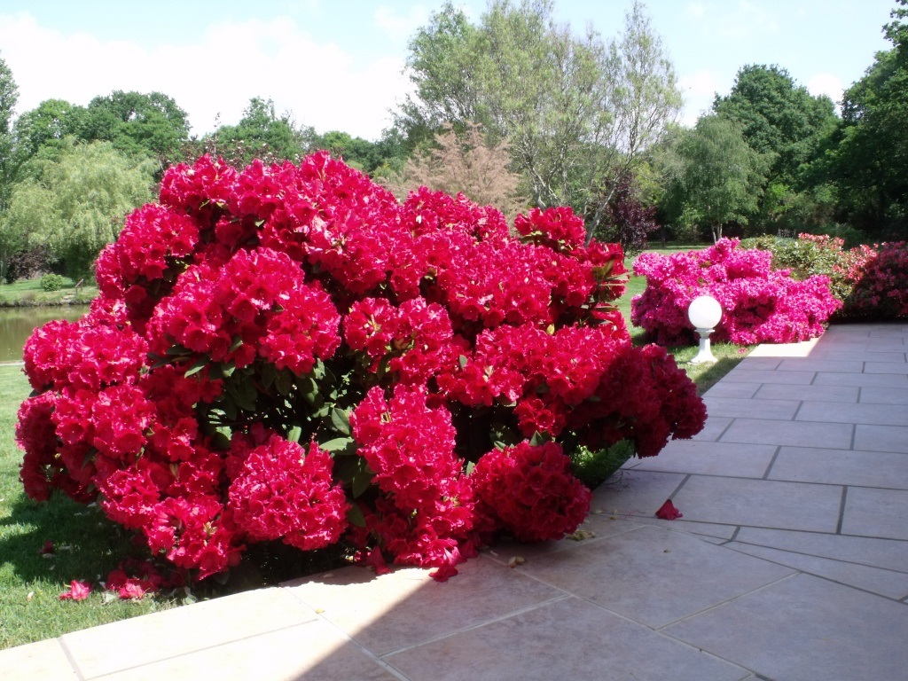 Flores con forma de trompeta