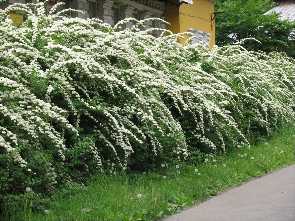 живая изгородь