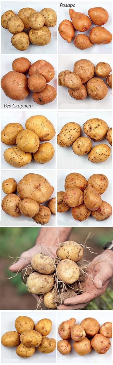 картофель для посадки