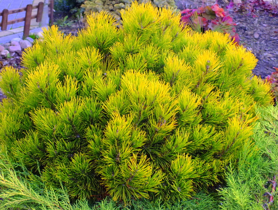 Сосна горная Carstens Wintergold