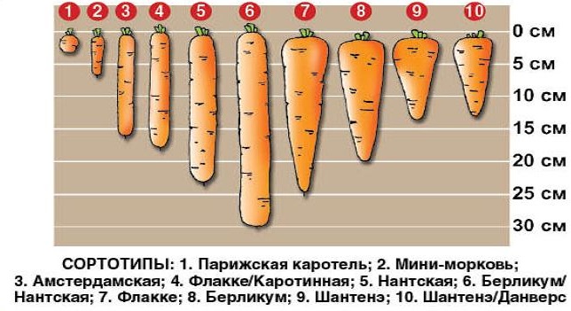 виды моркови