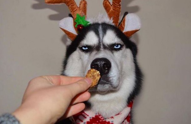собака