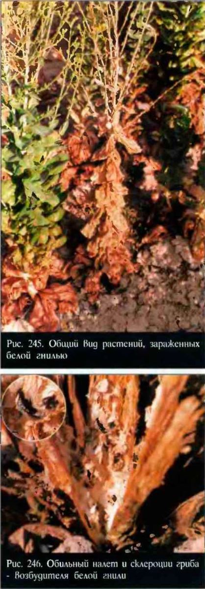Белая гниль овощных лиственных культур
