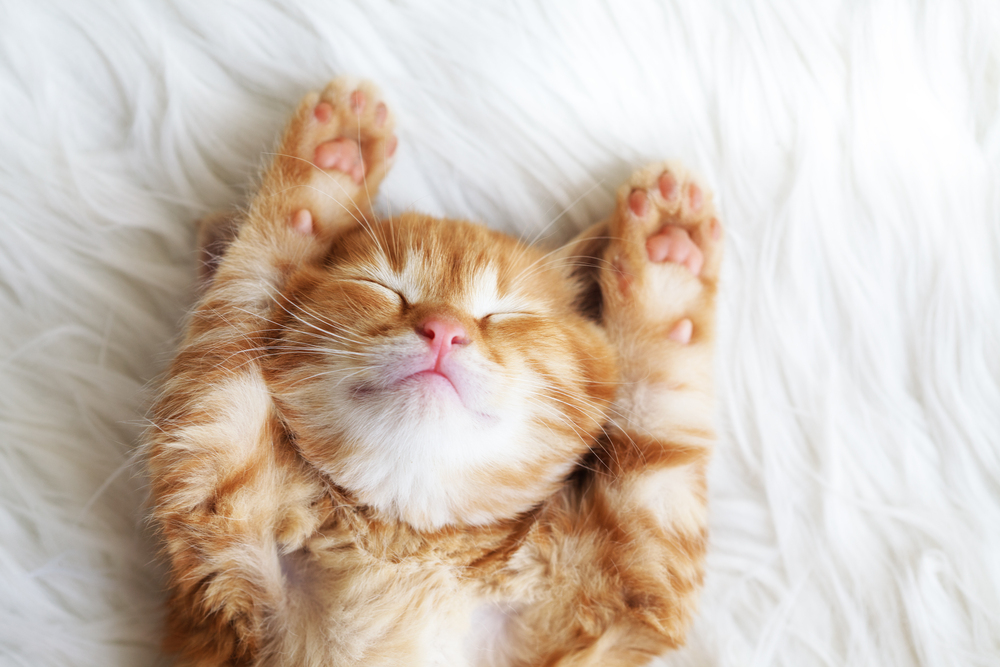 котенок спит