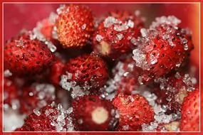 фото ЯГОДЫ СВЕЖИЕ С САХАРОМ