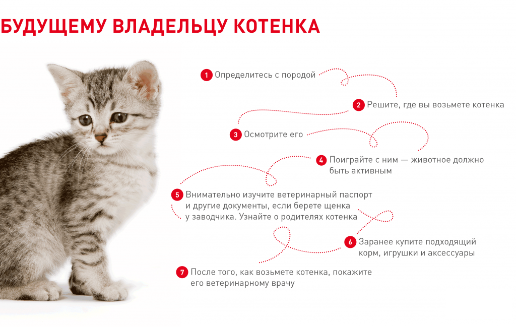 котенок