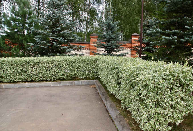 живая изгородь пример