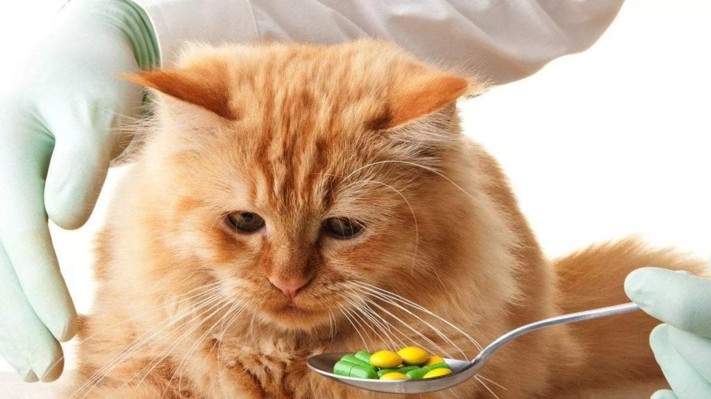 кошка болеет