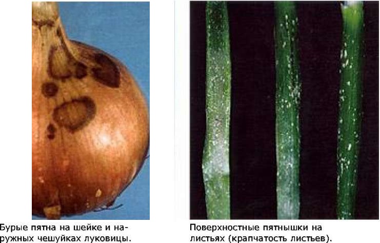 Бурая пятнистость лука