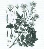 Фото горчица. Садовый Центр ПЯТНИЦА, г.Нижний Тагил.