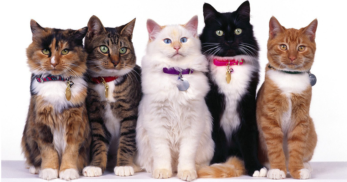 кошки