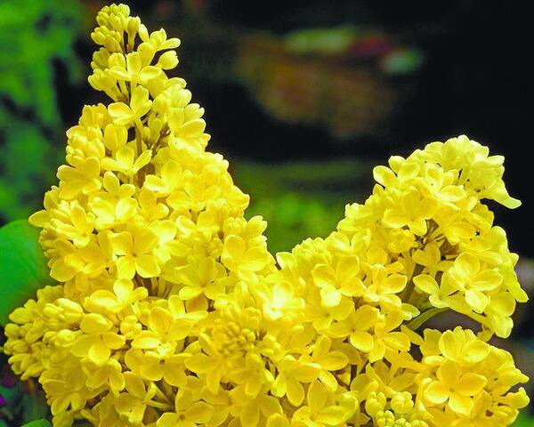 сирень Primrose