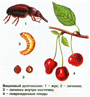 Пятиточечный (пятнистый) долгоносик