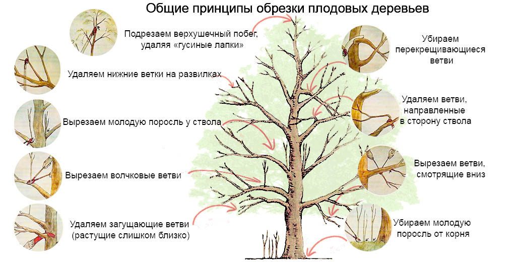 обрезка плодовых деревьев