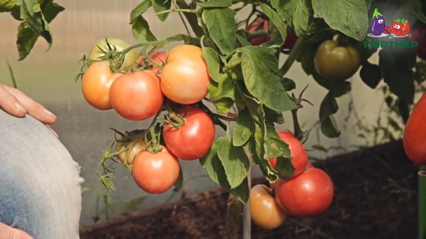 томат герцогиня вкуса