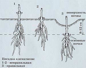 Фото посадки клематисов. Садовый Центр ПЯТНИЦА, г.Нижний Тагил.