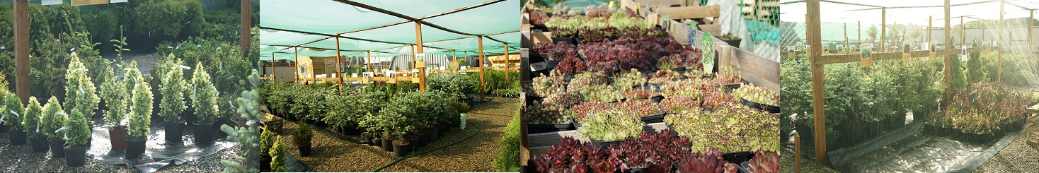 Фото Садовый Центр ПЯТНИЦА, Нижний Тагил