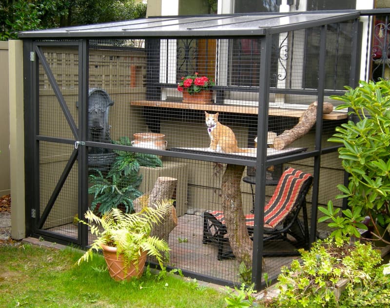 котио