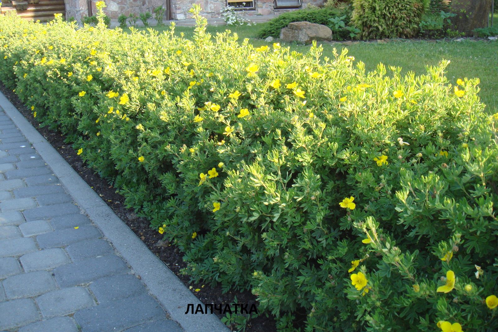 лапчатка