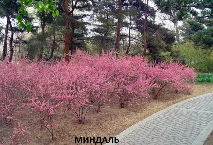 миндаль