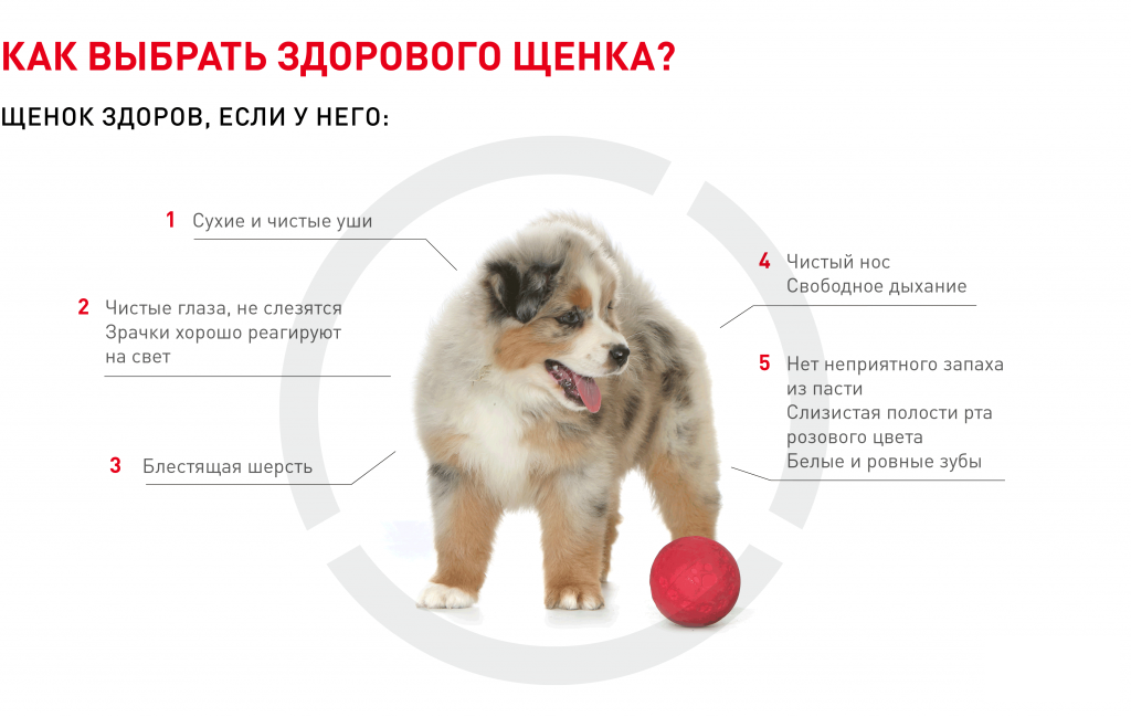 как выбрать здорового щенка
