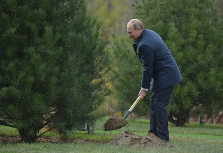 посадка растений