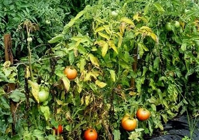 Фузариозное увядание томата
