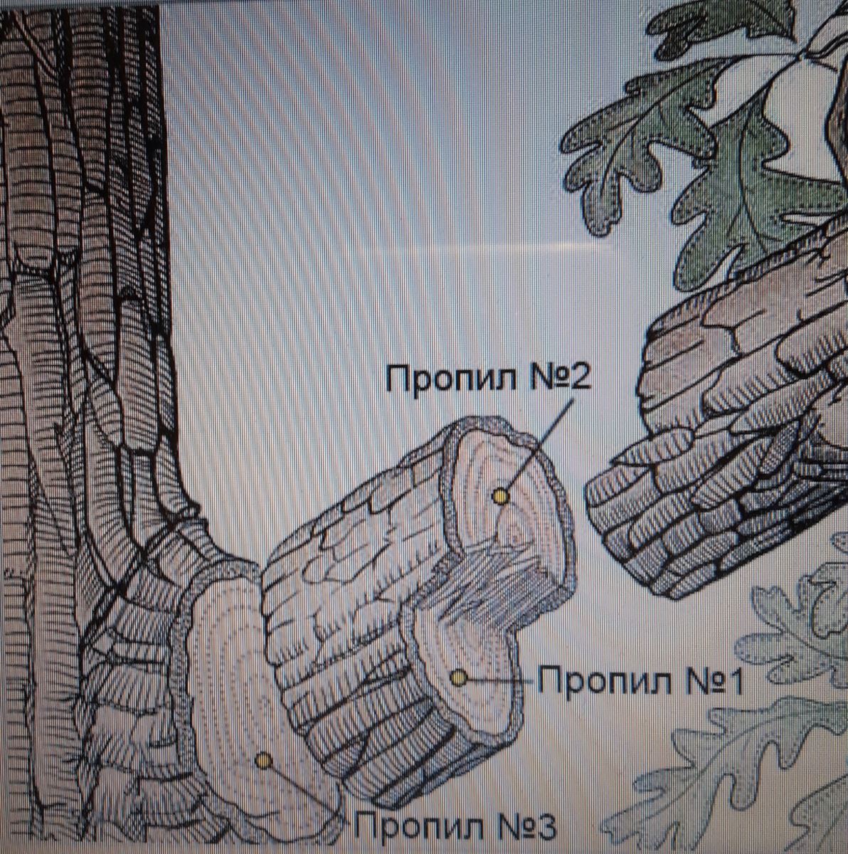 пропил на дереве