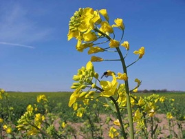 Фото рапс. Садовый Центр ПЯТНИЦА, г.Нижний Тагил.