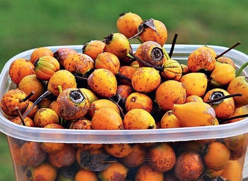 роза