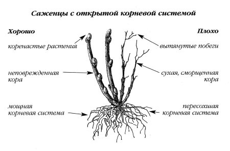 саженец